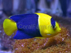 Coral Farm - Acvarii, pesti, accesorii